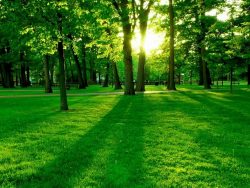 bosques-hermosos-1
